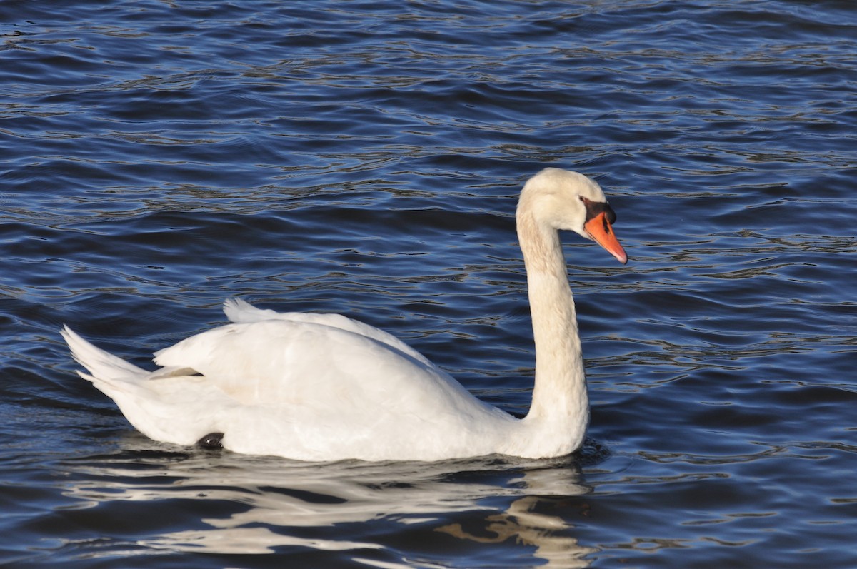 Mute Swan - ML646118477