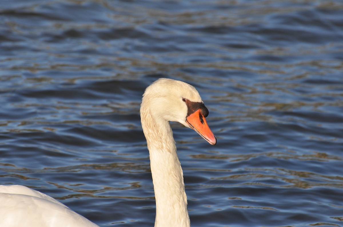 Mute Swan - ML646118478