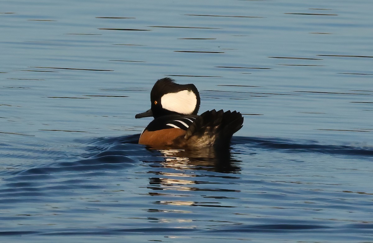 Smergo dal cappuccio - ML646118479