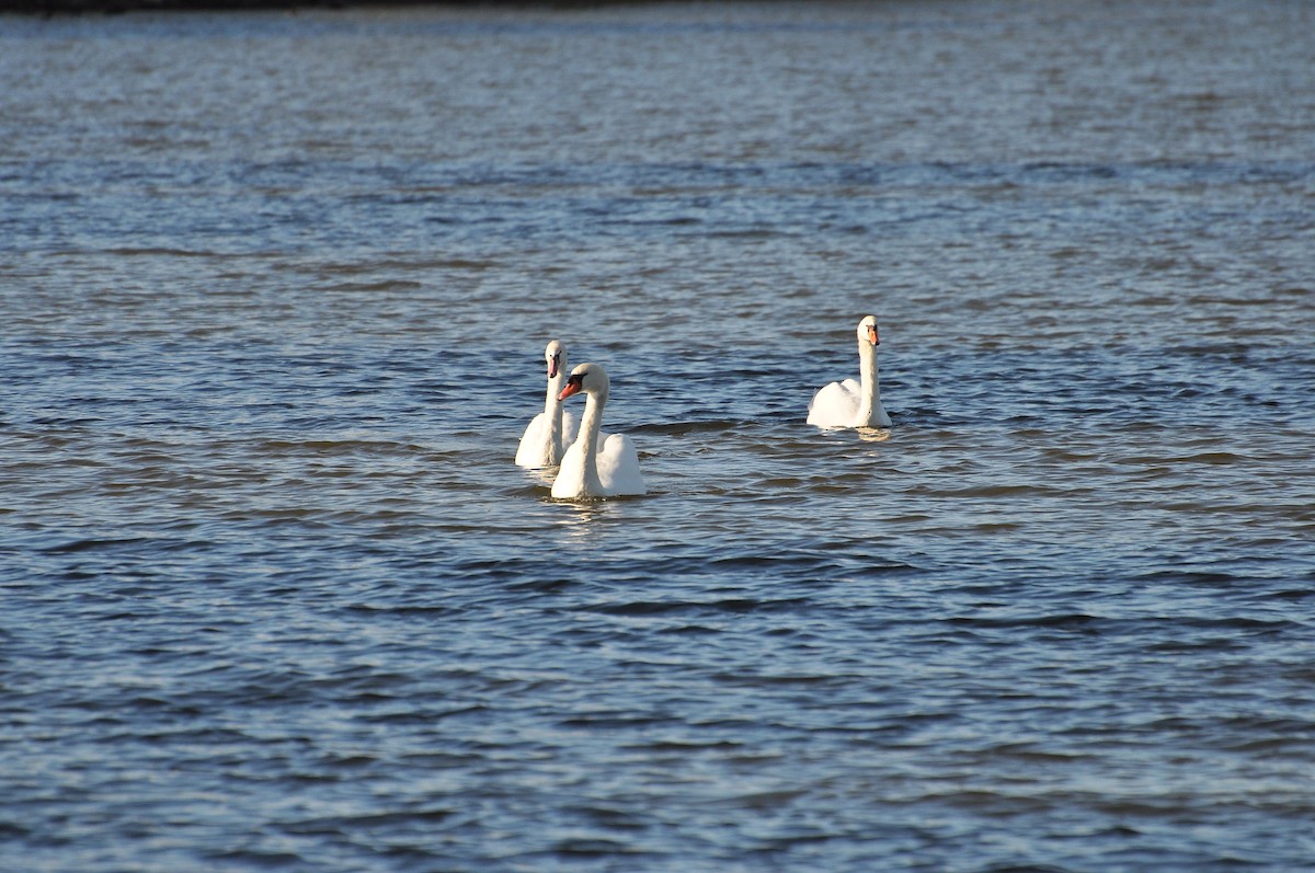 Mute Swan - ML646118480