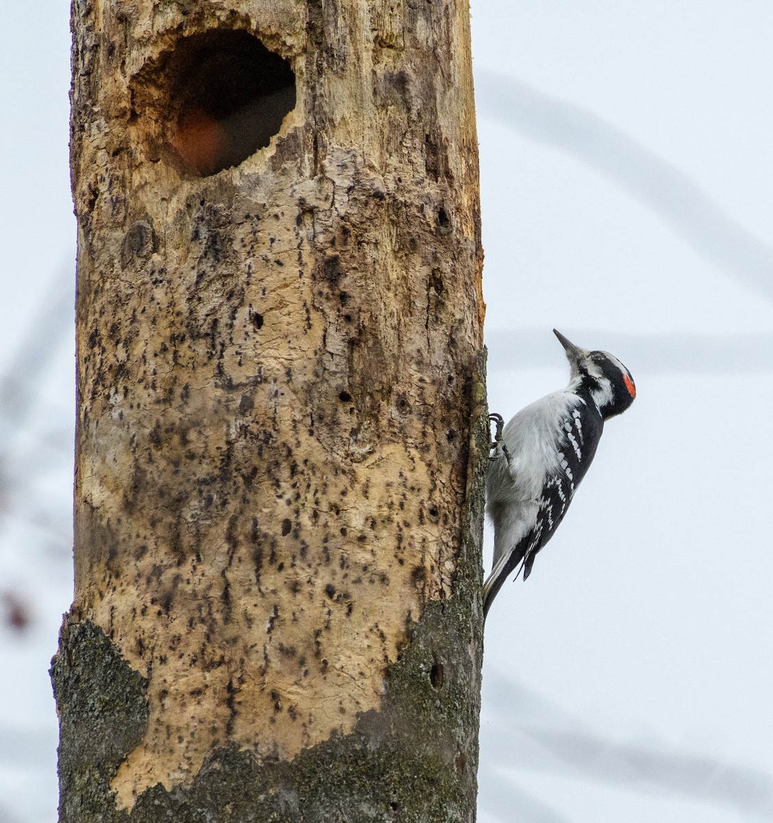 Дятел волохатий - ML646118486