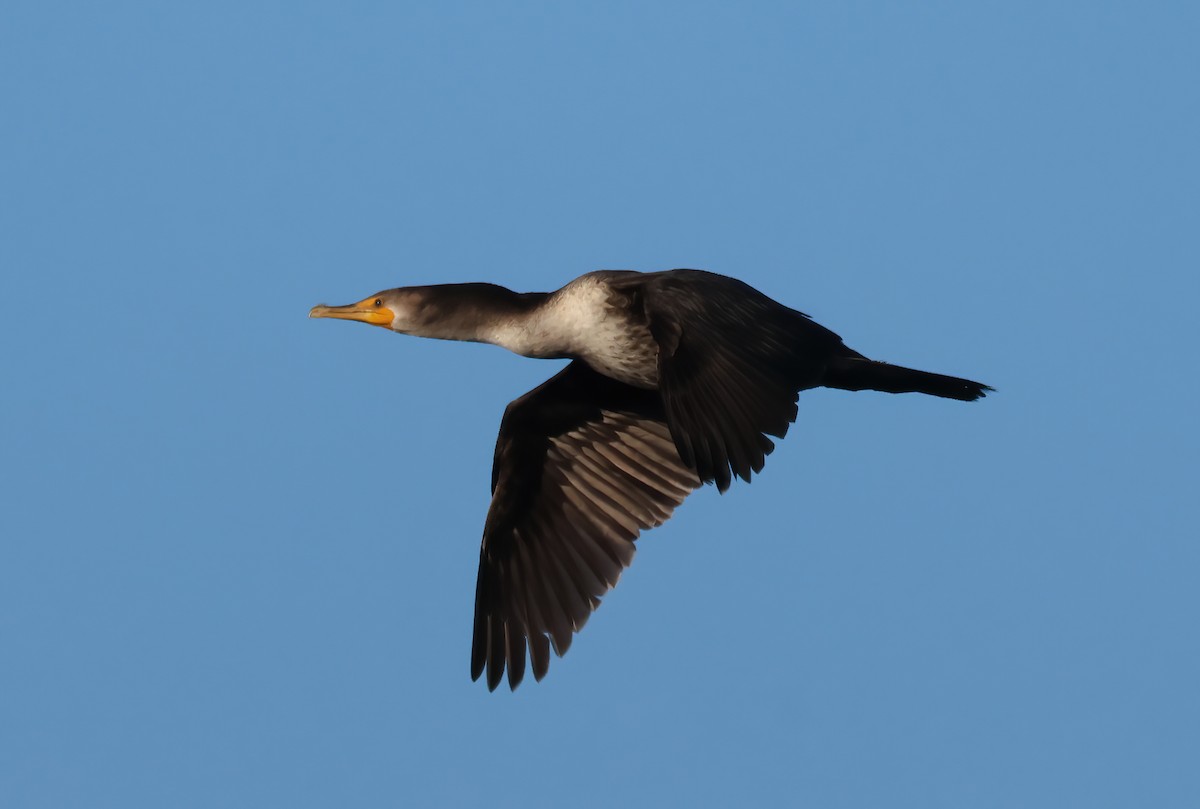 Double-crested Cormorant - ML646118490