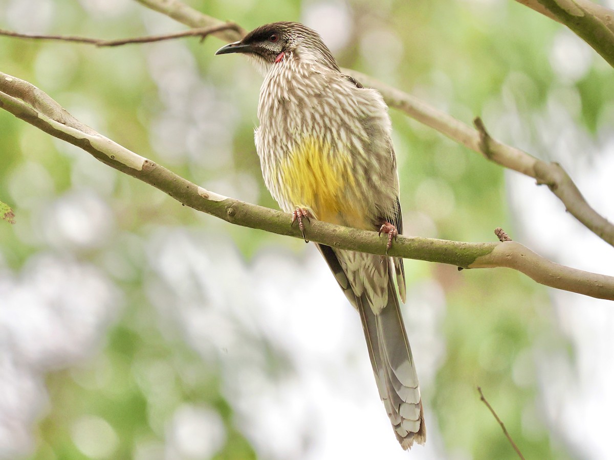 Red Wattlebird - ML646118492