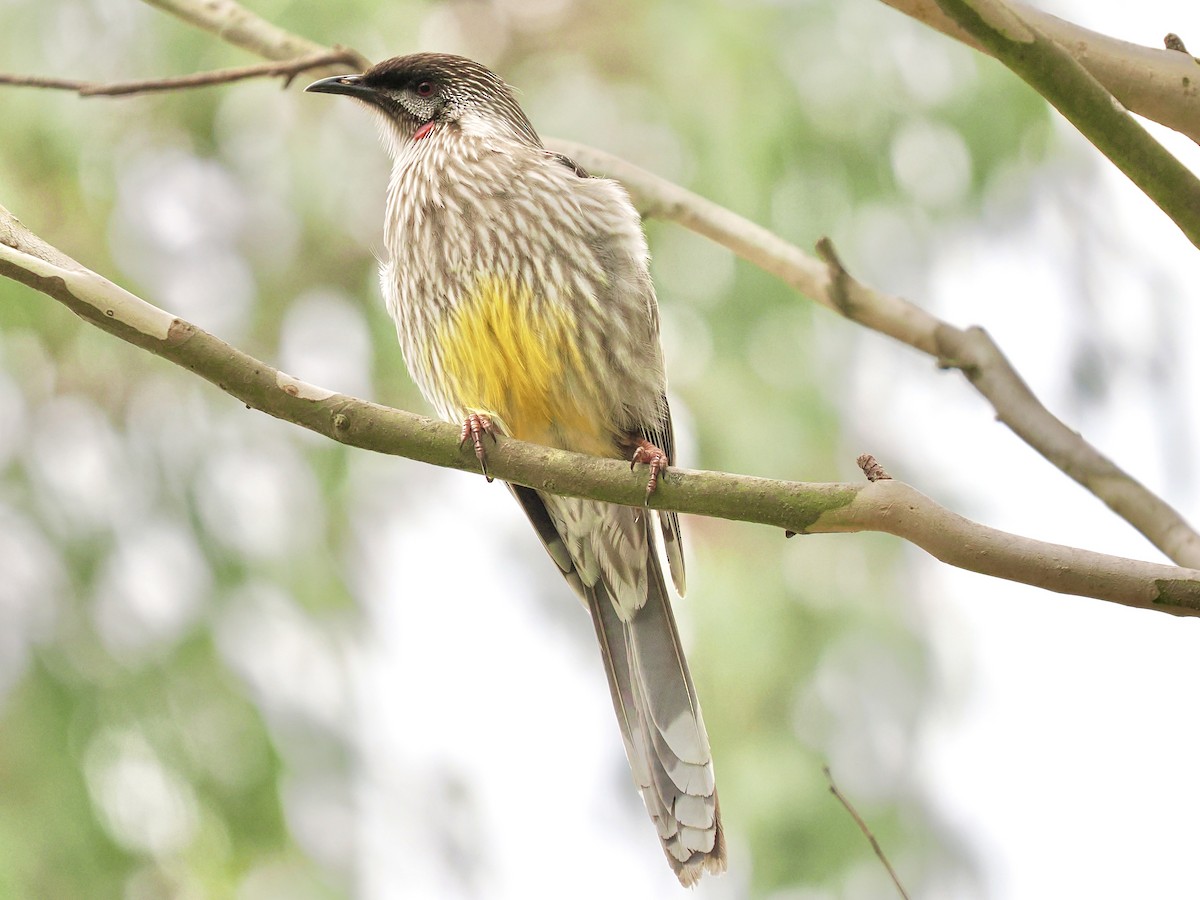 Red Wattlebird - ML646118493