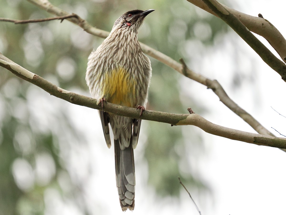 Red Wattlebird - ML646118494