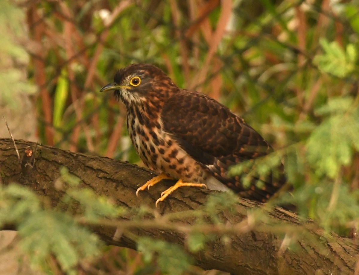 Large Hawk-Cuckoo - ML646118496