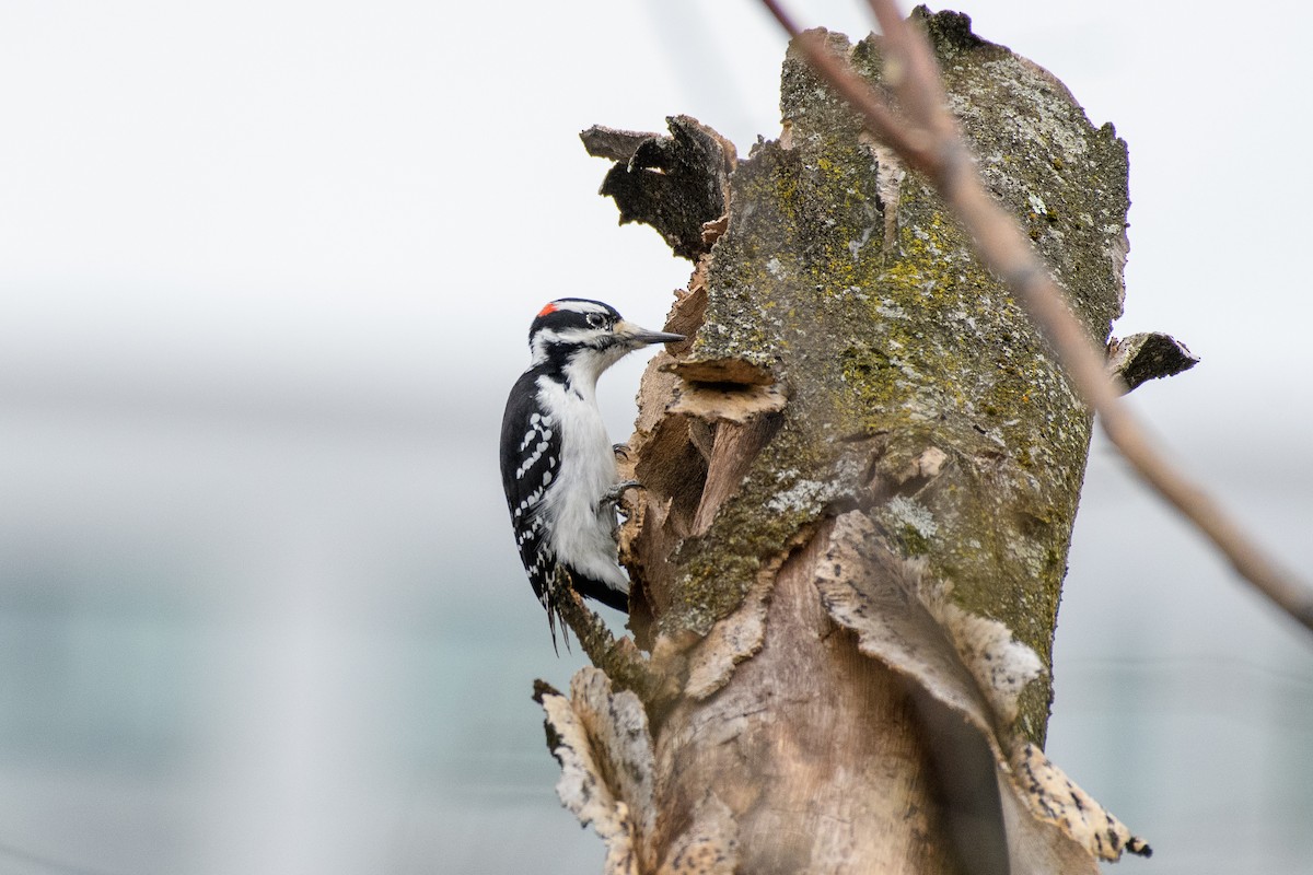 Дятел волохатий - ML646118497