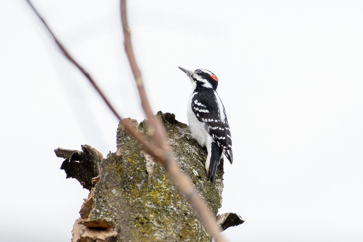 Дятел волохатий - ML646118498