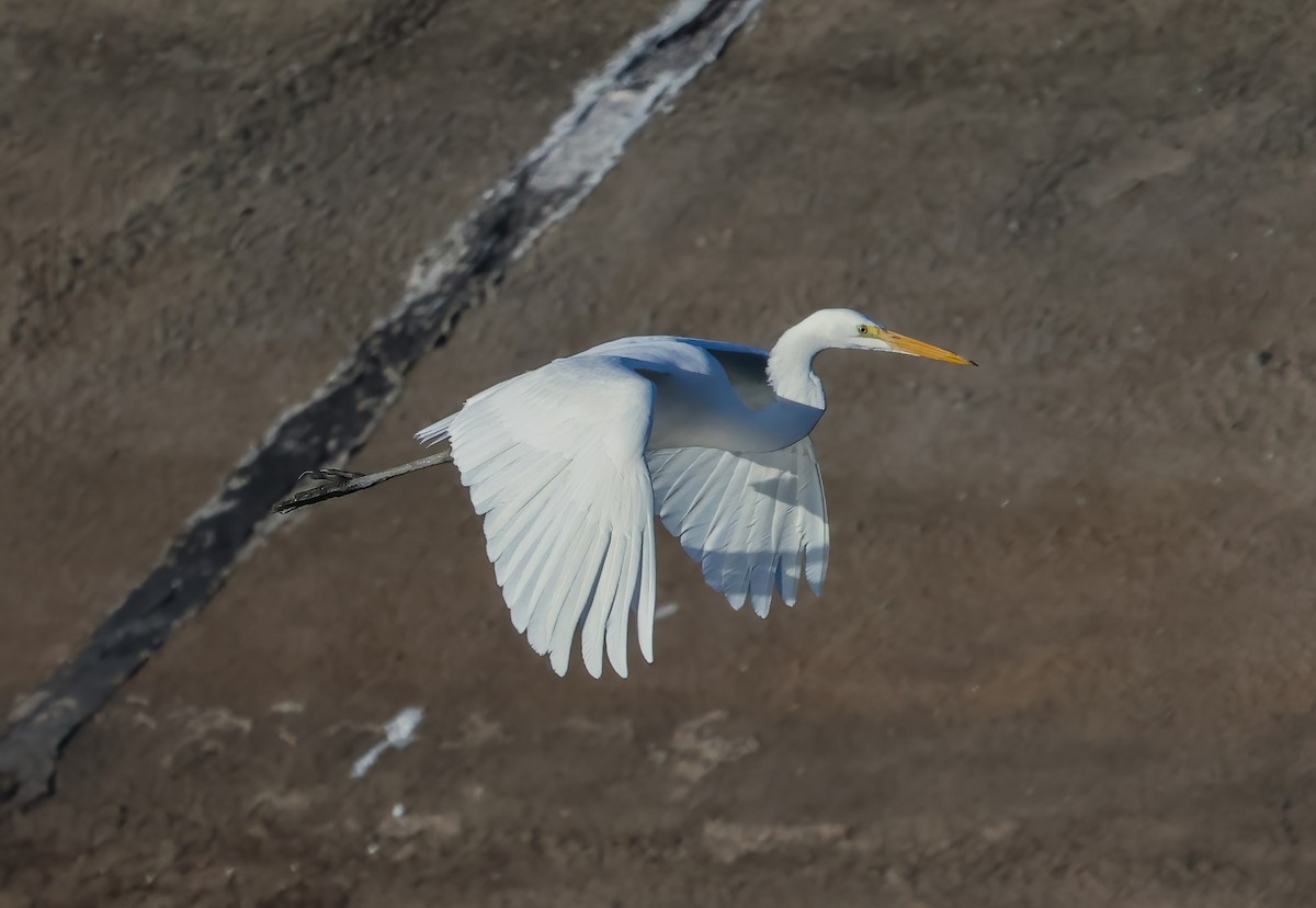 Airone bianco maggiore - ML646118499