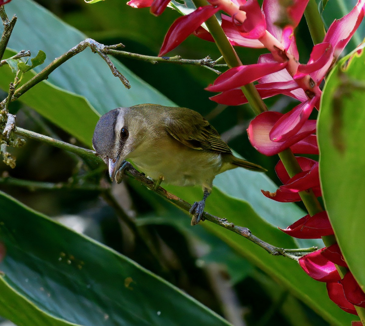 Красноглазый виреон - ML646118502