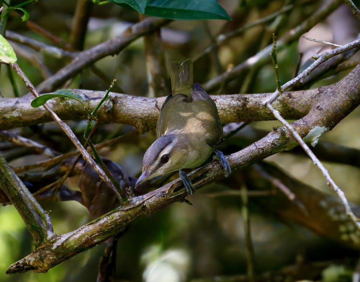 Красноглазый виреон - ML646118503