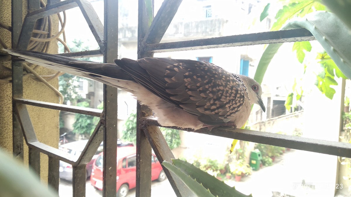 Spotted Dove - ML646118504