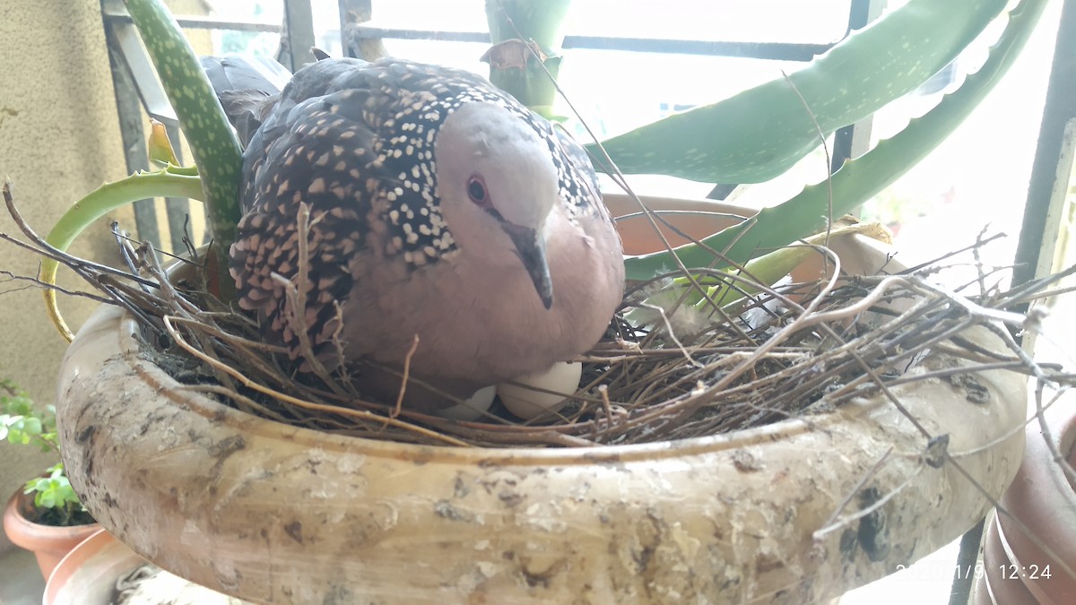 Spotted Dove - ML646118505