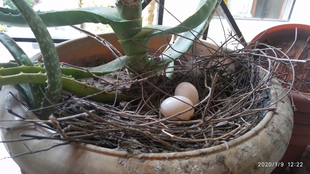 Spotted Dove - ML646118506