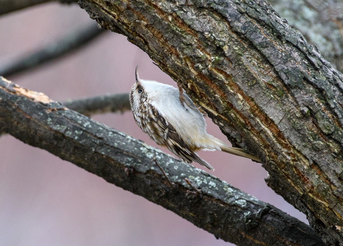 Підкоришник американський - ML646118507