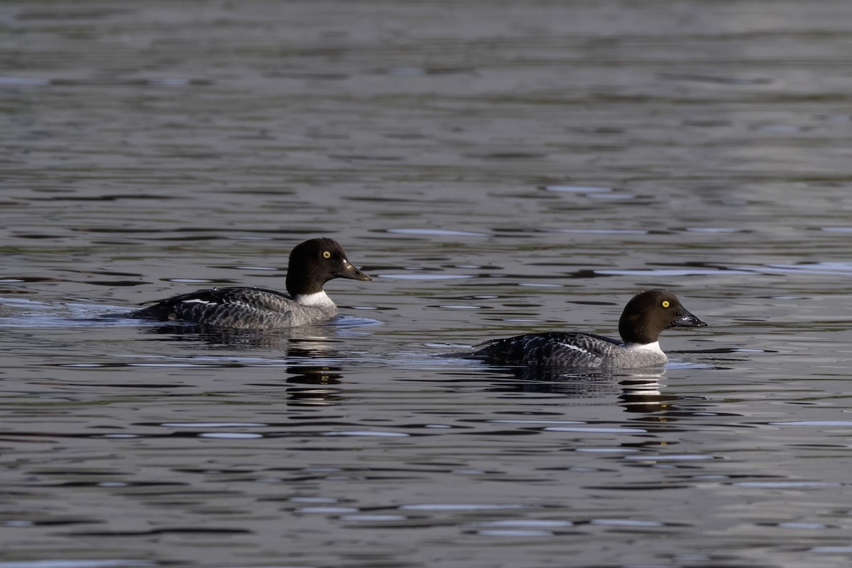 hohol severní - ML646118508