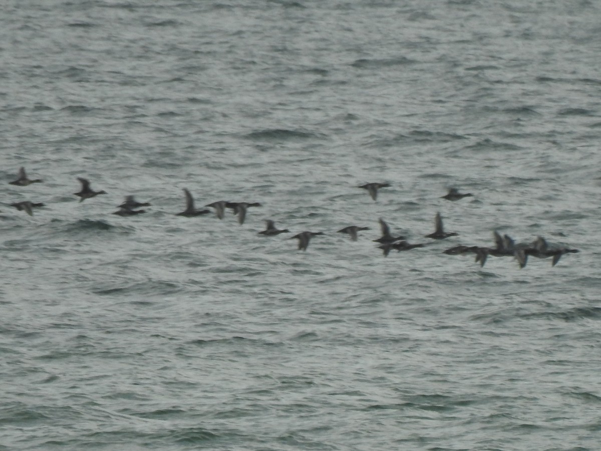 duck sp. - ML646118512