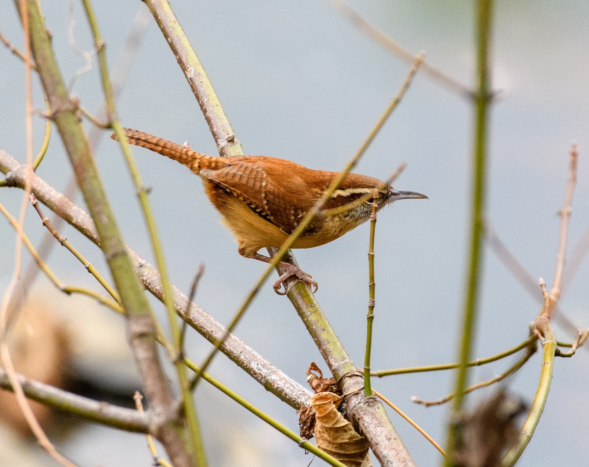 Поплітник каролінський - ML646118513