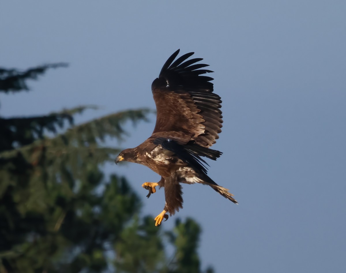 Bald Eagle - ML646118514