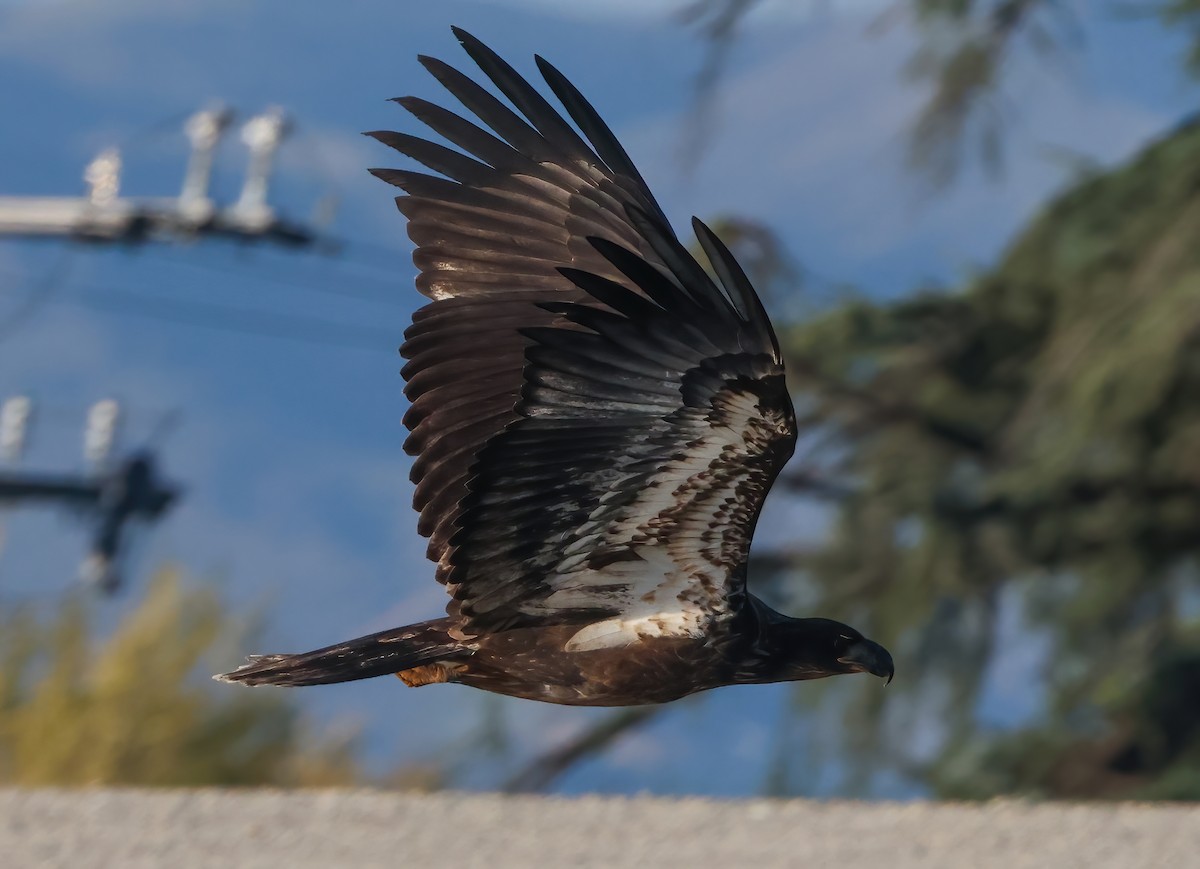 Bald Eagle - ML646118515