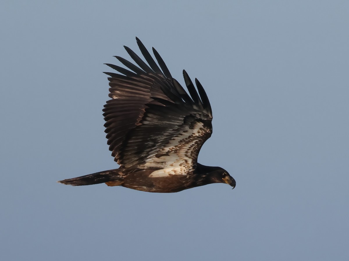 Bald Eagle - ML646118516