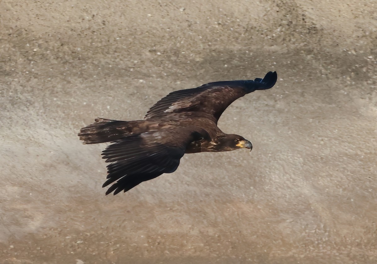 Bald Eagle - ML646118517