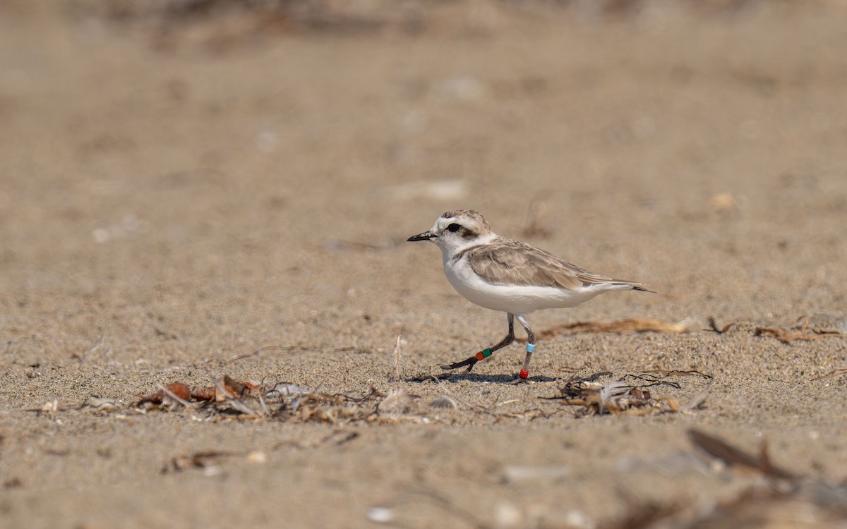 Snowy Plover - ML646118521