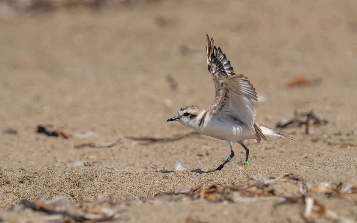 Snowy Plover - ML646118524