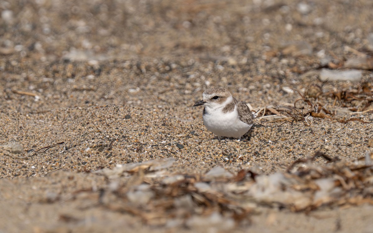 Snowy Plover - ML646118525