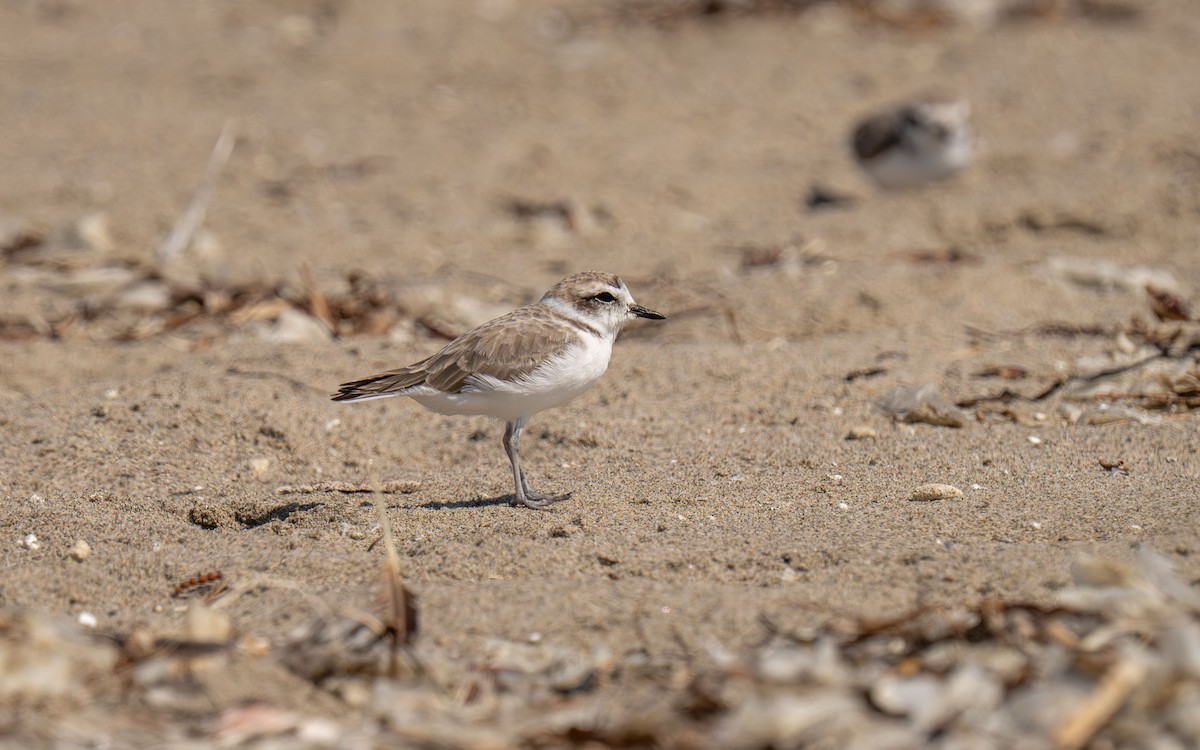 Snowy Plover - ML646118527