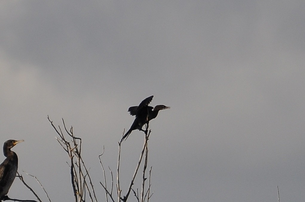 Ubarroi txikia - ML646118541