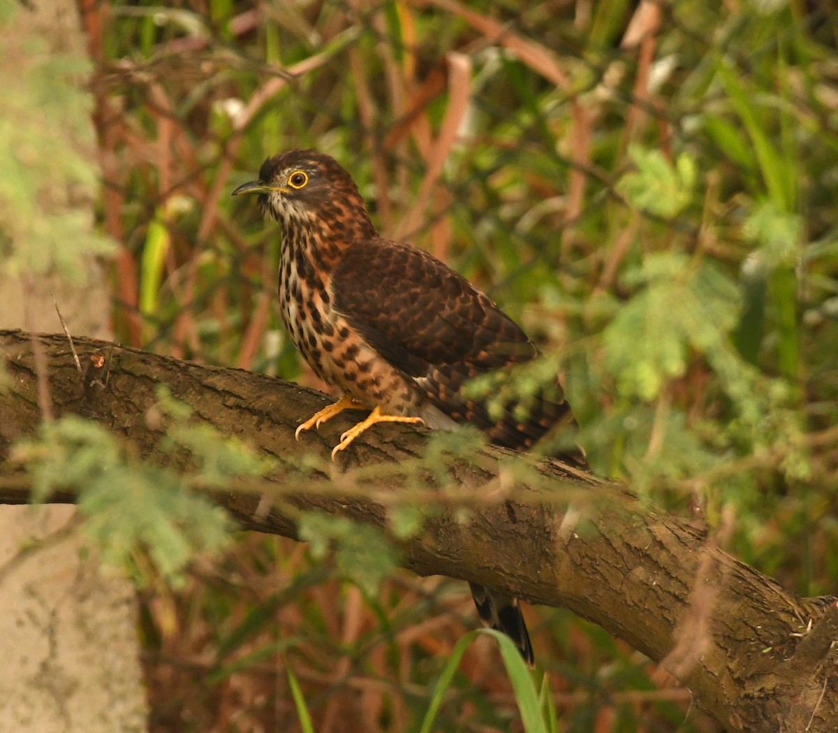 Large Hawk-Cuckoo - ML646118542