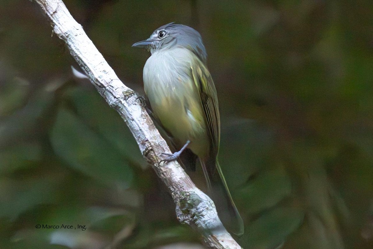 Yellow-olive Flatbill - ML646118545