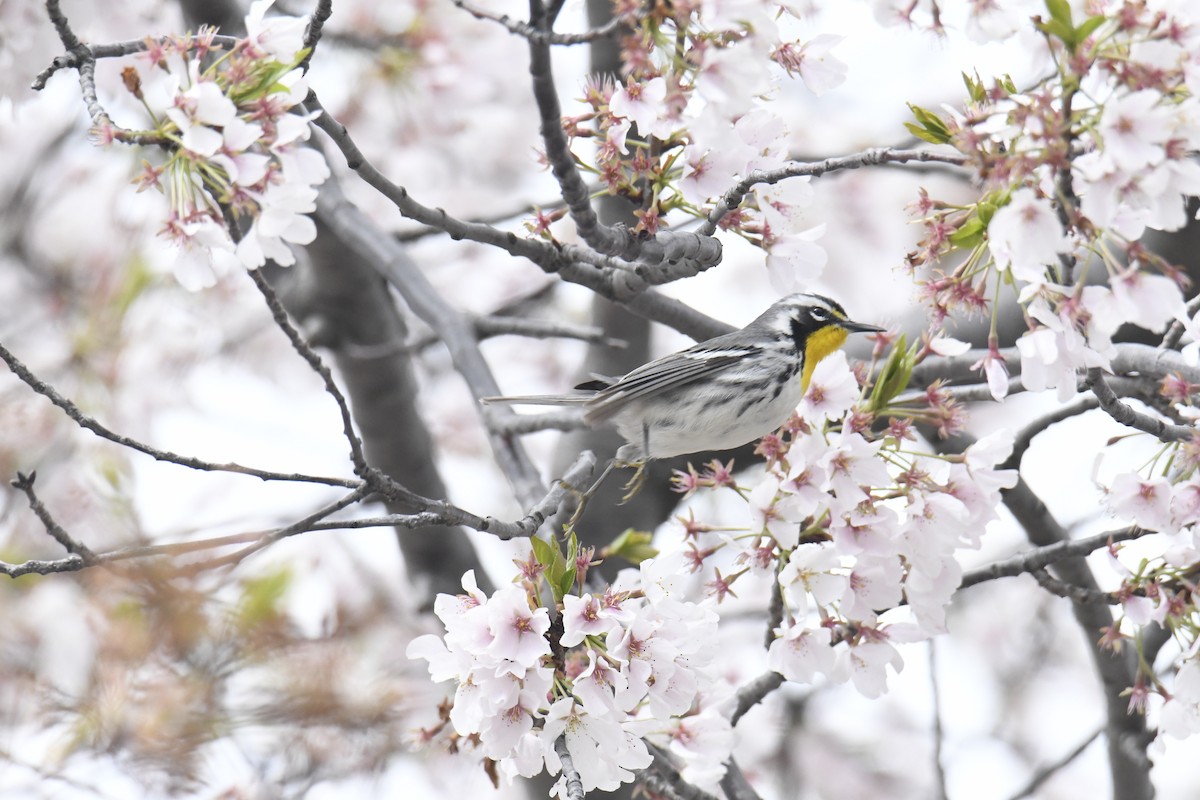 Yellow-throated Warbler - ML646118563