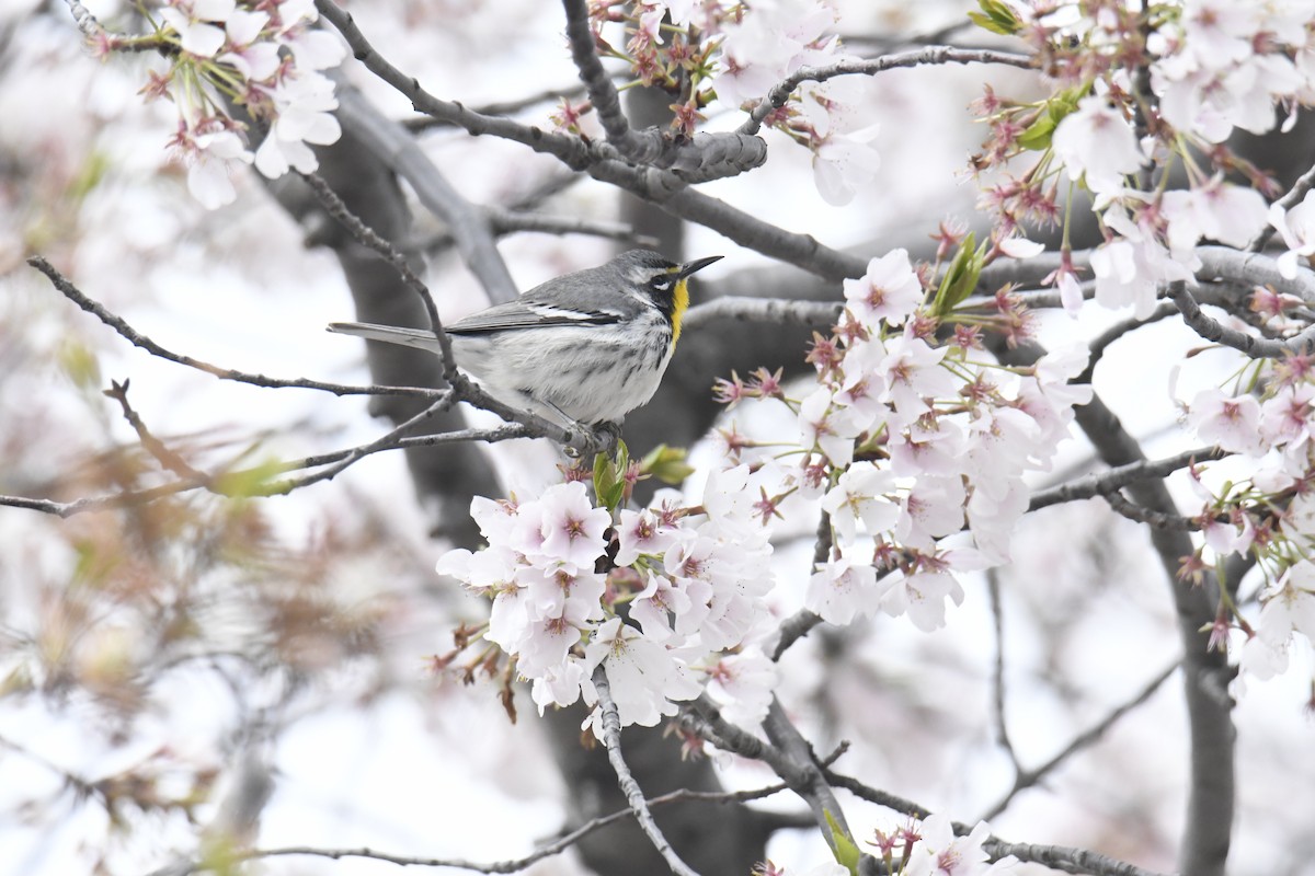 Yellow-throated Warbler - ML646118564