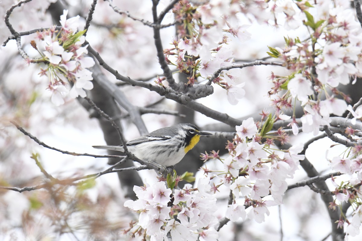 Yellow-throated Warbler - ML646118565