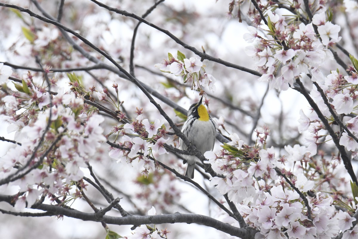 Yellow-throated Warbler - ML646118567