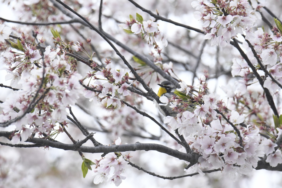 Yellow-throated Warbler - ML646118568