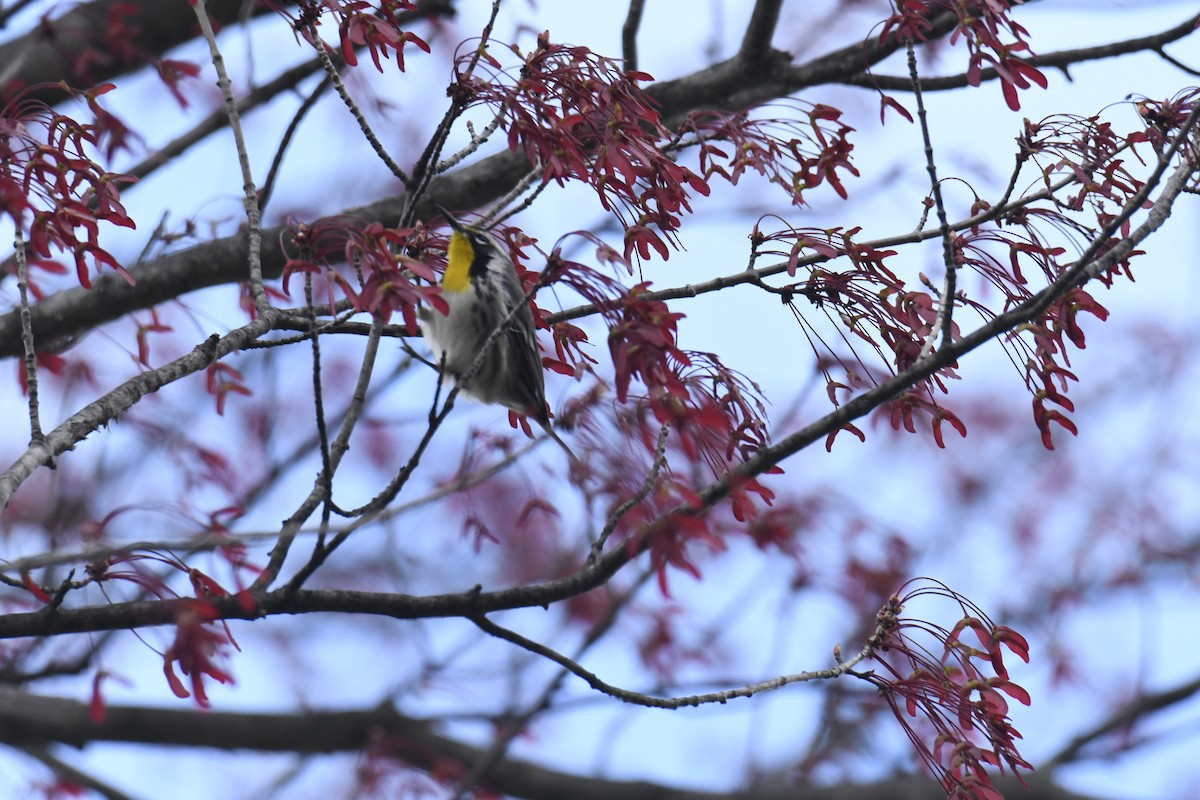 Yellow-throated Warbler - ML646118569
