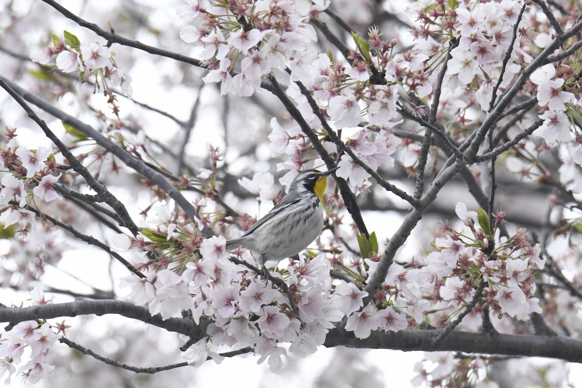 Yellow-throated Warbler - ML646118570