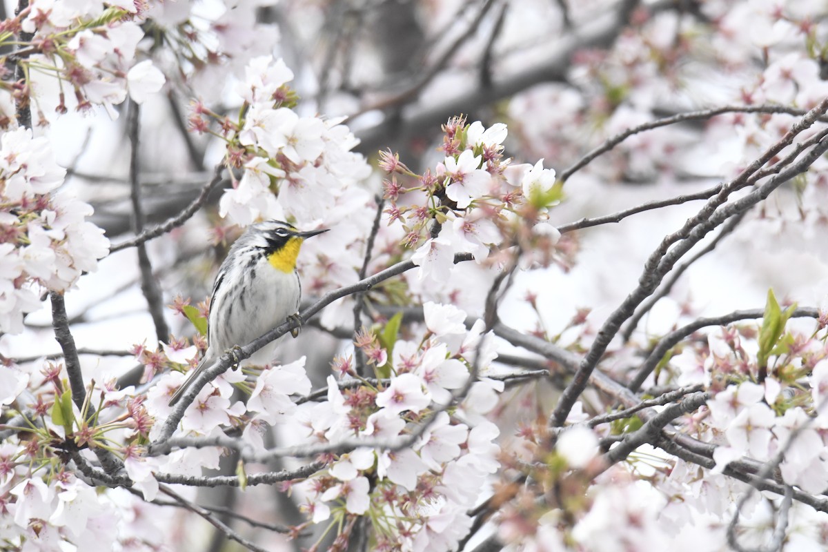 Yellow-throated Warbler - ML646118571