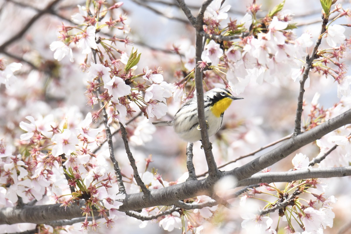 Yellow-throated Warbler - ML646118572