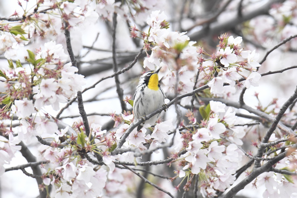 Yellow-throated Warbler - ML646118573