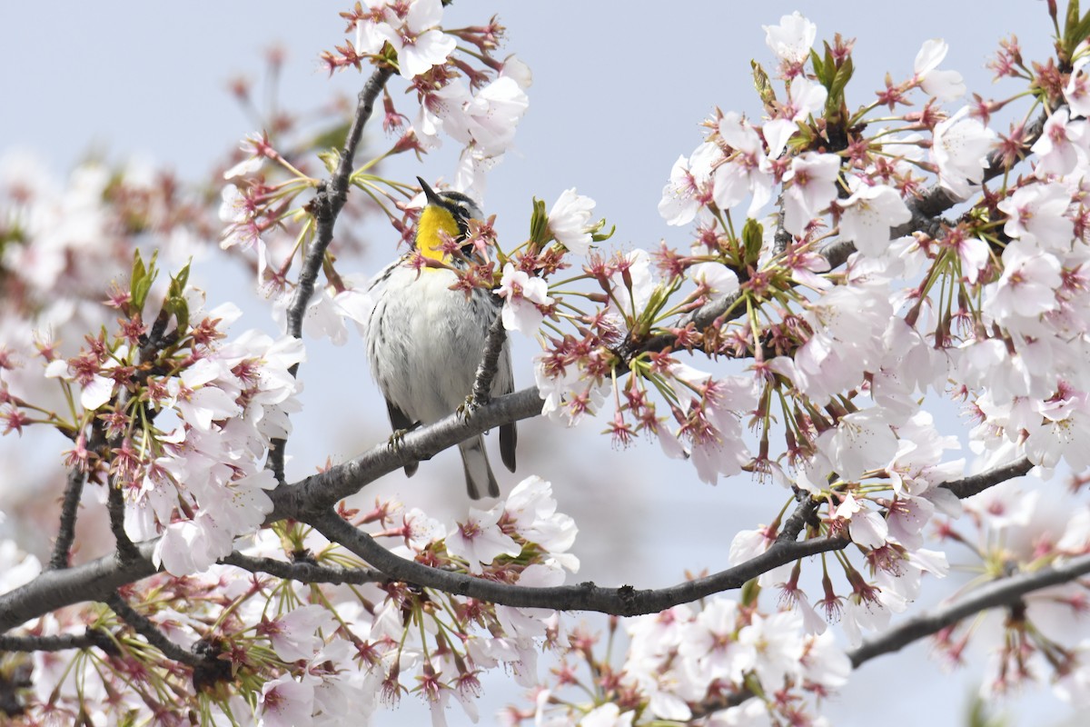 Yellow-throated Warbler - ML646118574