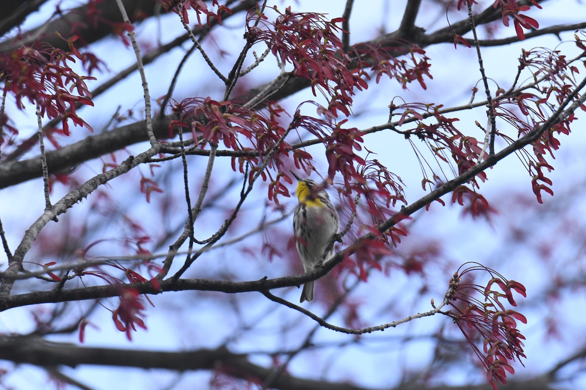 Yellow-throated Warbler - ML646118575