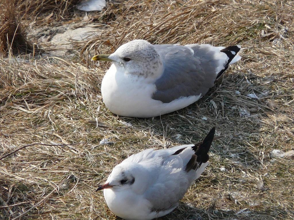 Common Gull - ML646118576