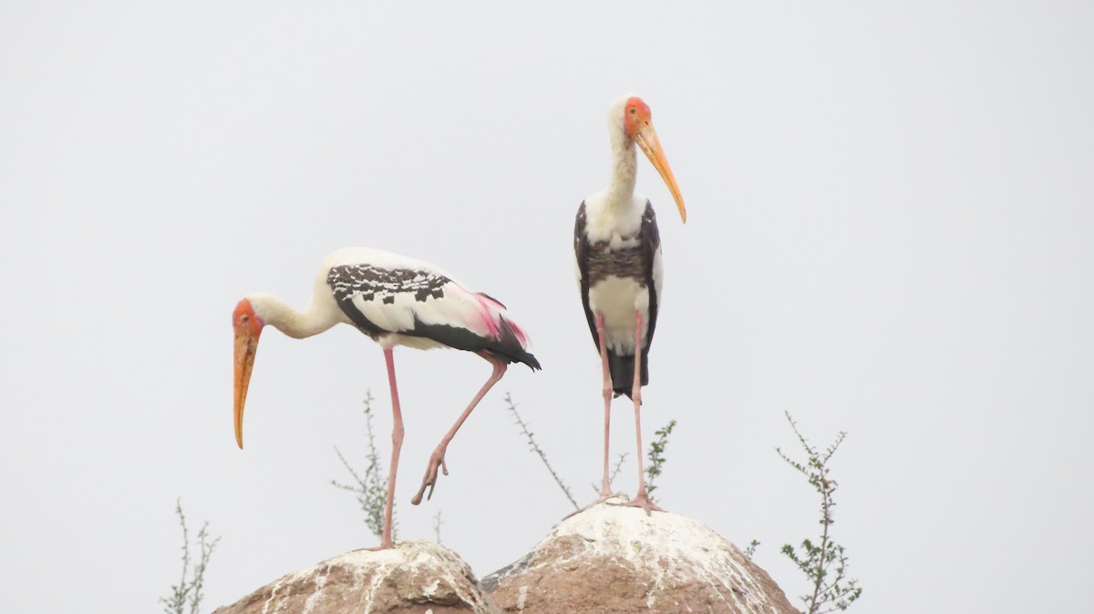 Painted Stork - ML646118577