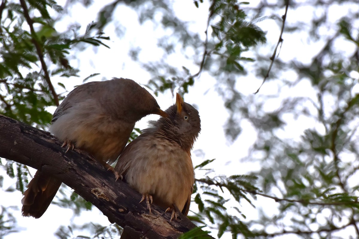 Jungle Babbler - ML646118578