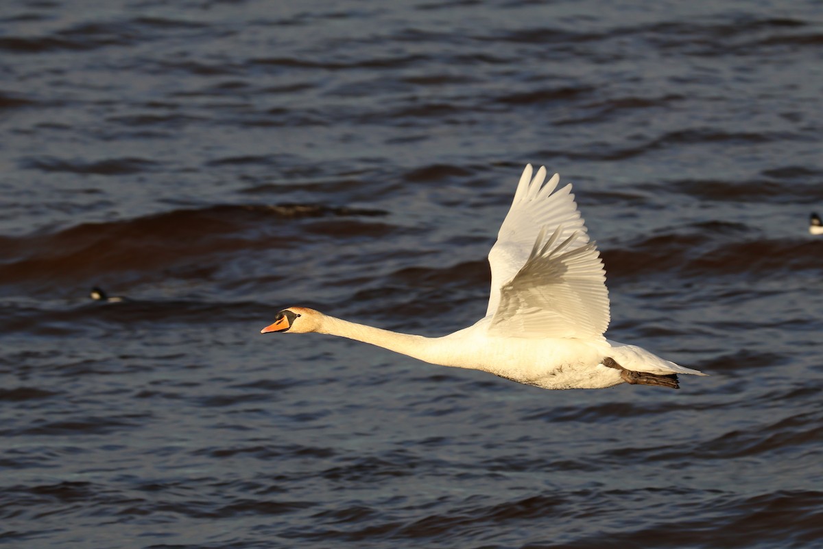 Mute Swan - ML646118579