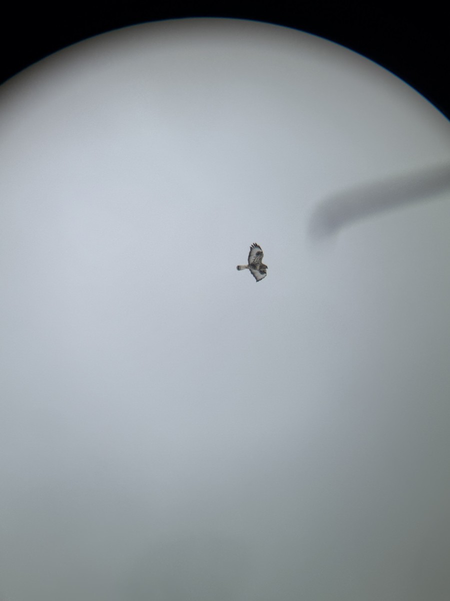 Rough-legged Hawk - ML646118584